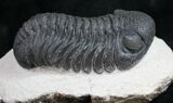 Phacops Trilobite - Very Detailed #9467-2